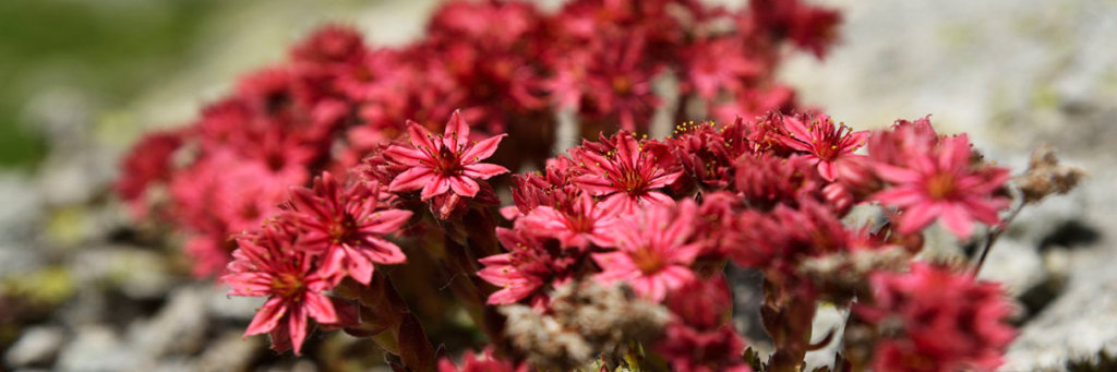 blumen.jpg